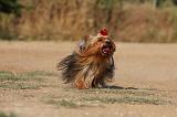 YORKSHIRE TERRIER 564